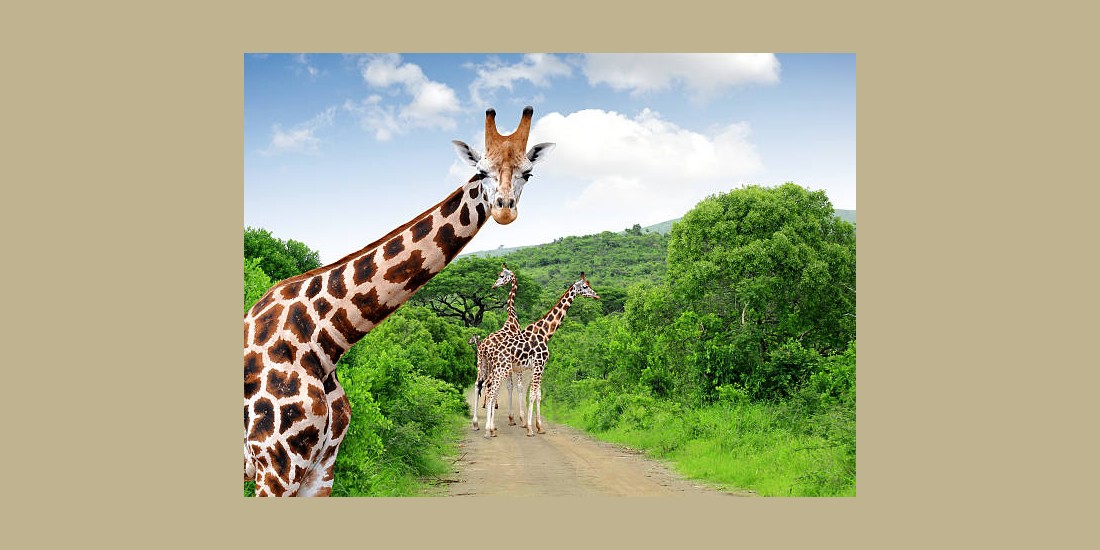 Giraffes in Kruger park South Africa