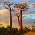 Madagascar