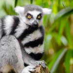 Madagascar Madagascar