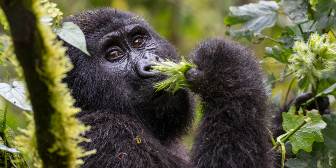 Gorilla Trekking Gorilla Trekking