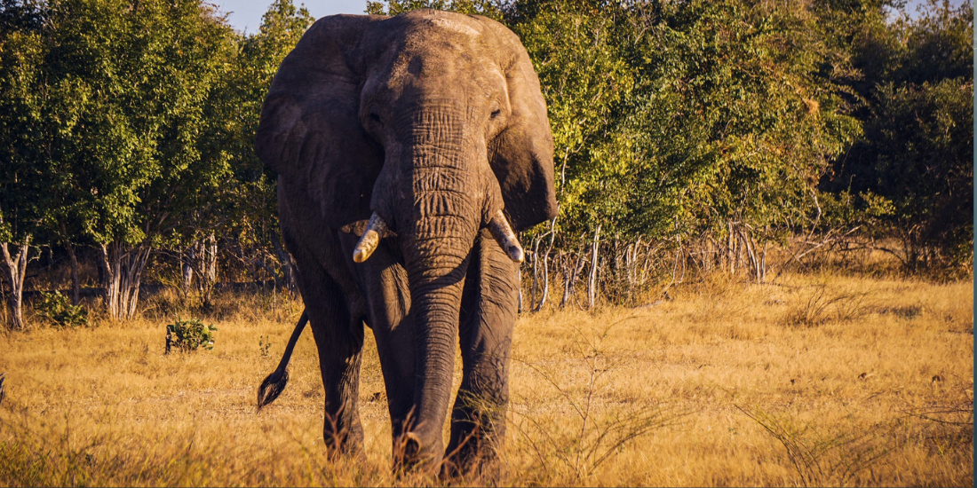 Ollyphant Ollyphant