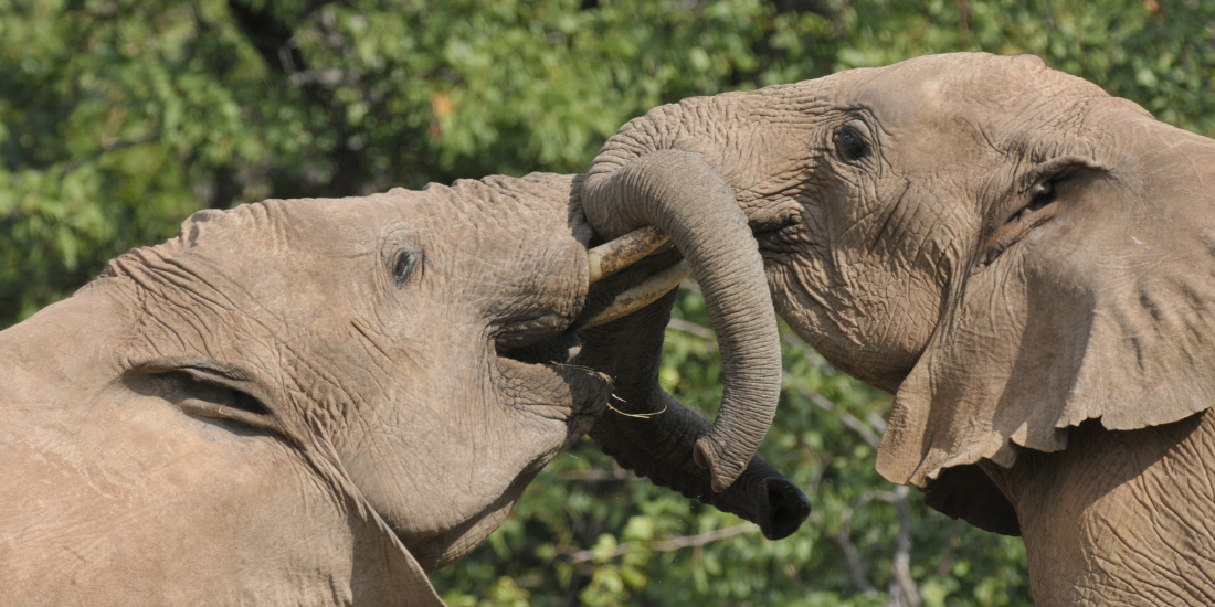 Elephant Elephant