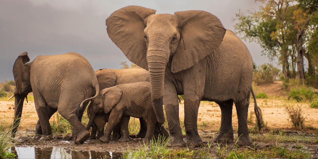 Elephant night Elephant night