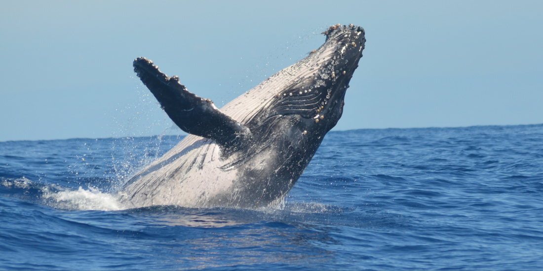 Whale Whale