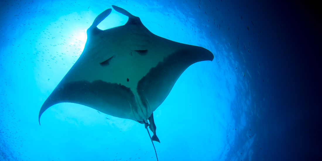 Manta Ray Manta Ray
