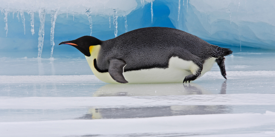 Emperor Penguin Emperor Penguin